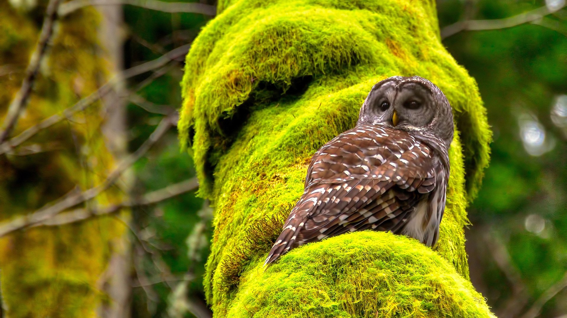 钢铁防线与高效进攻的完美协奏,范戴克统治全场,波兰战术轻取贝蒂斯