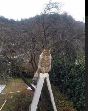 活塞凿穿悬念，马克西一击定乾坤