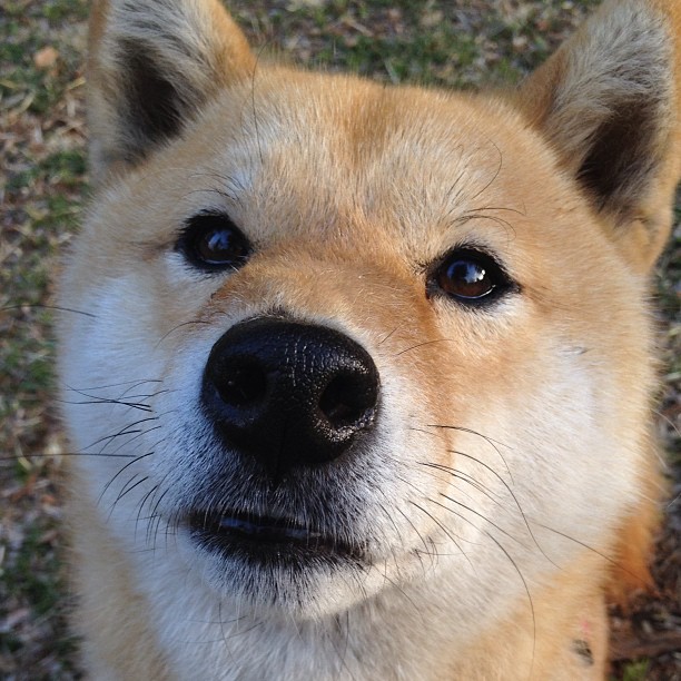 橙衣刺客,加克波在美加墨之夜点燃郁金香锋线