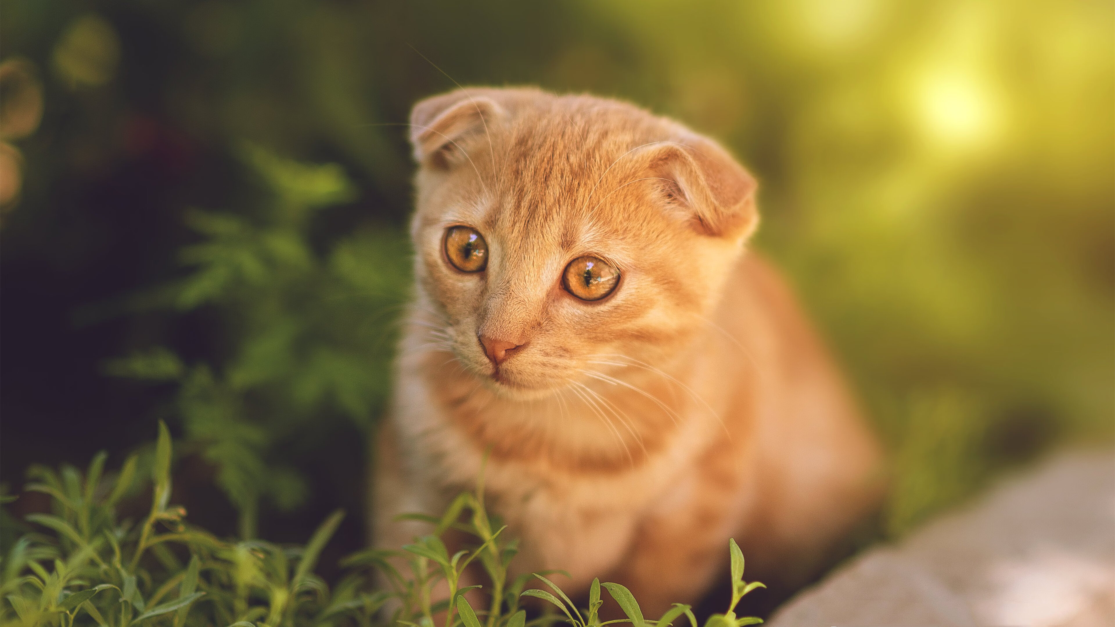 神锋一击破长夜,红军终场定乾坤,克瓦拉茨赫利亚的压制级演出与利物浦的极限逆袭