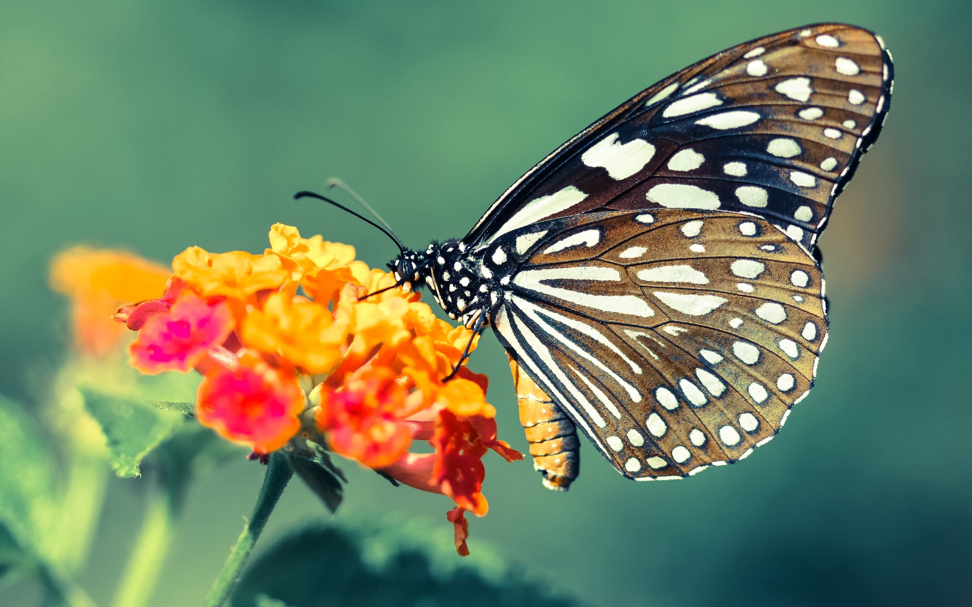 欧冠半决赛焦点战,中国绝杀厄瓜多尔,谱写足球史诗