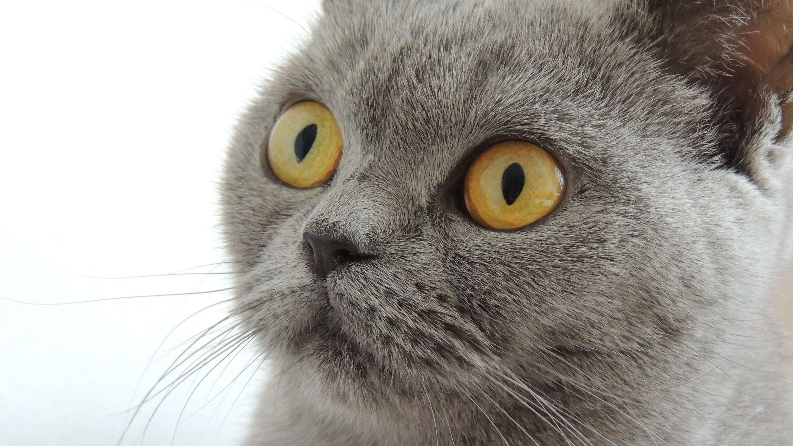 NBA总决赛之夜,新狼王咆哮,爱德华兹用汗水刻下里程碑