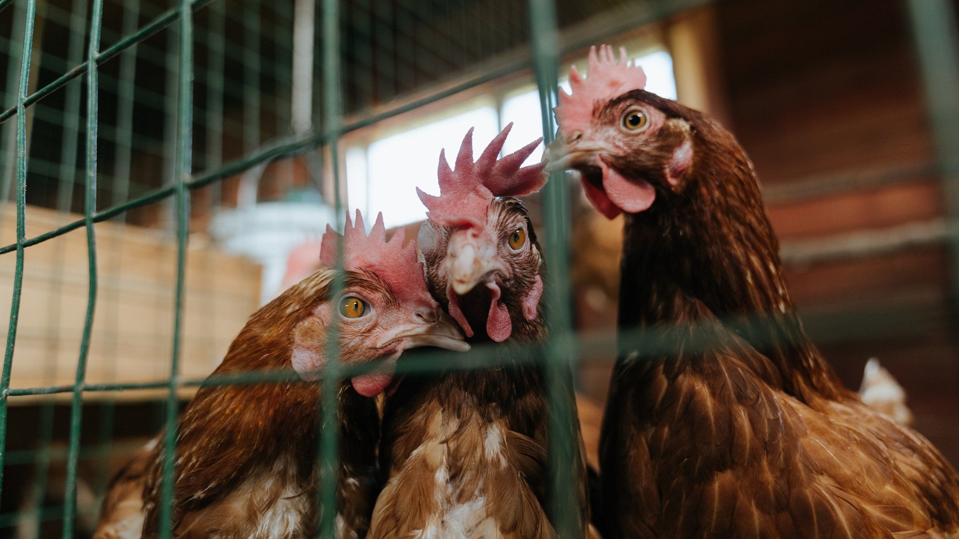 上海队18分速胜马刺引热议，切特德甲42分统治冠军战，同一个夜晚，两个世界