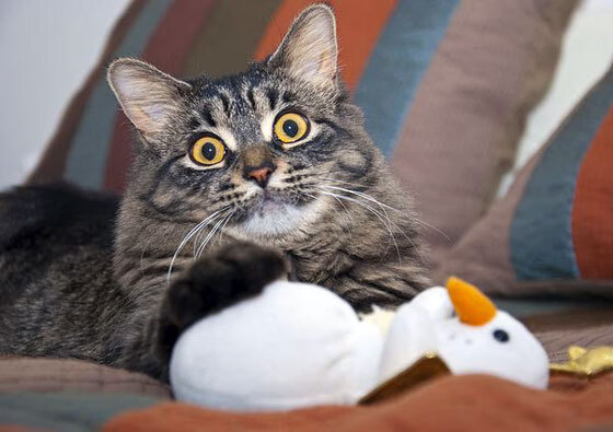 绿衫军的破冰者,塔图姆一剑封喉终结麦加广场的喧哗