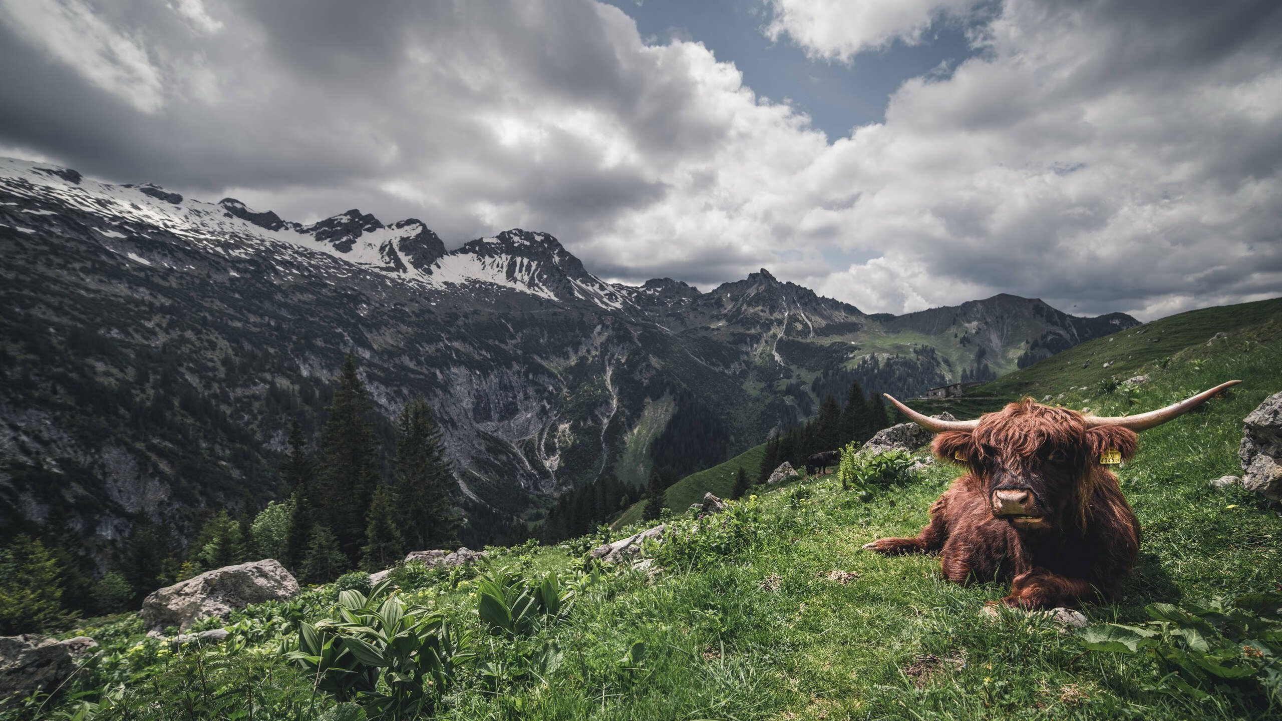 摩洛哥对阵德国，奥亚尔萨瓦尔如黑色闪电彻底撕裂钢铁防线