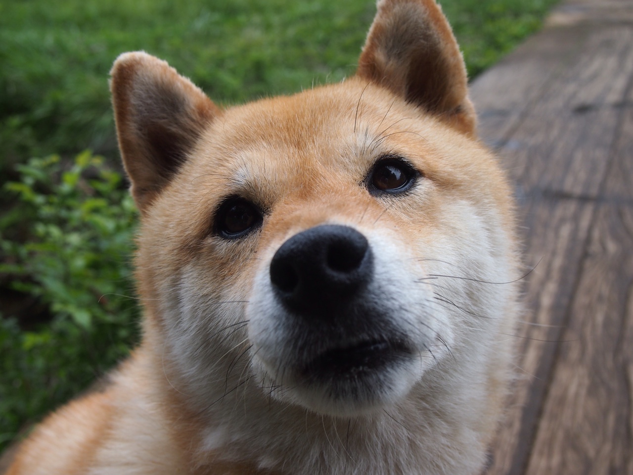 战场上的硬仗,心灵里的革命,从委内瑞拉到佩德里,压力如何锻造传奇