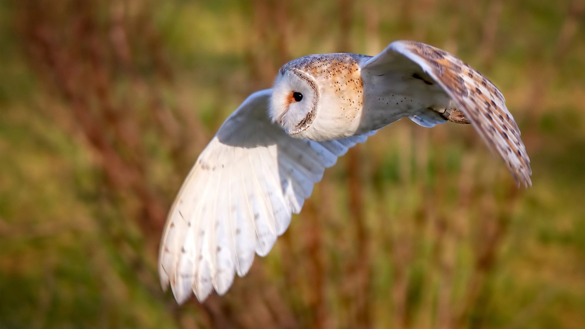 拉齐奥强势压制哥斯达黎加，C罗关键先生一击定乾坤