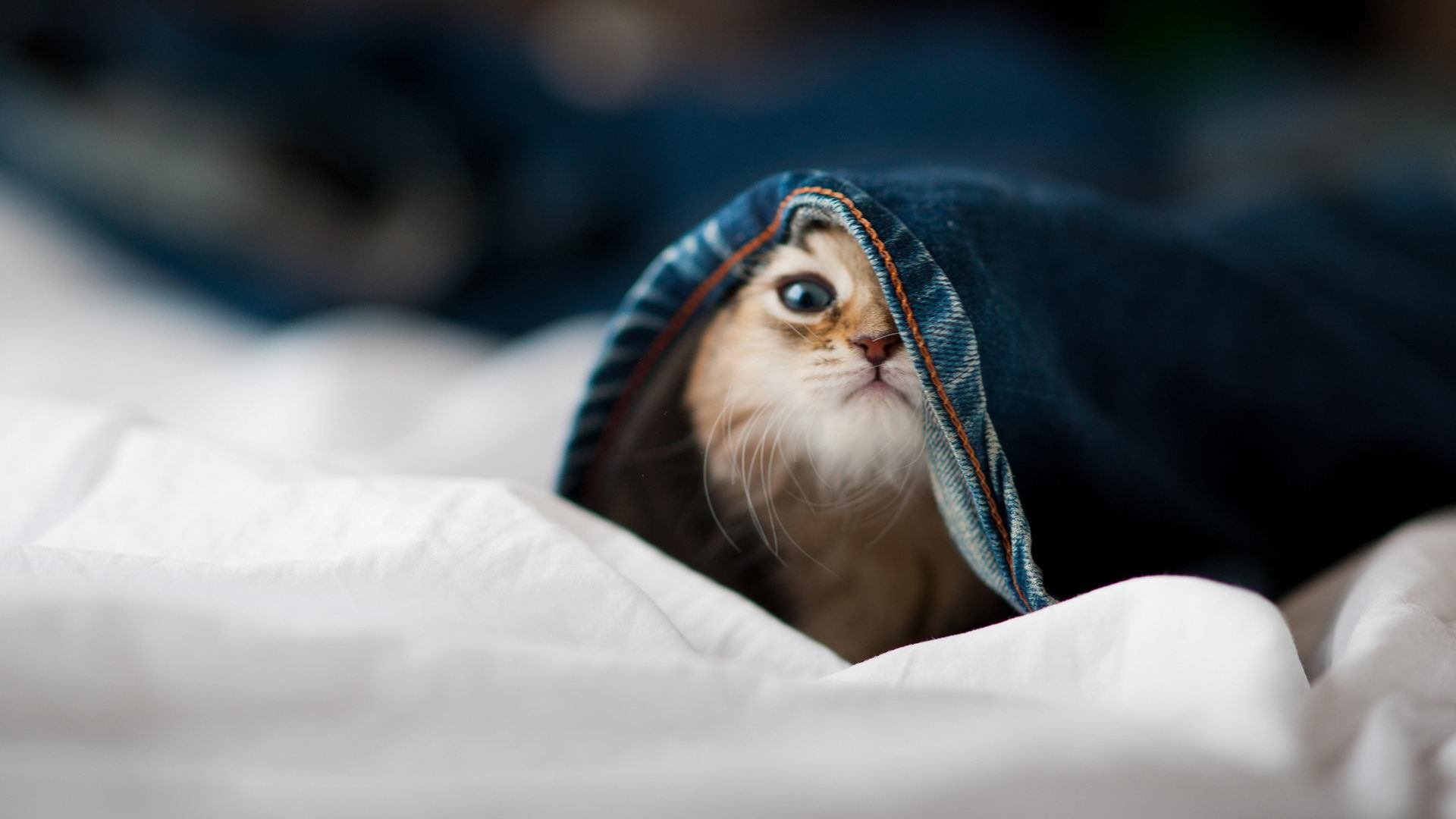 戈贝尔关键进球定乾坤,湖人单节火力全开击溃对手