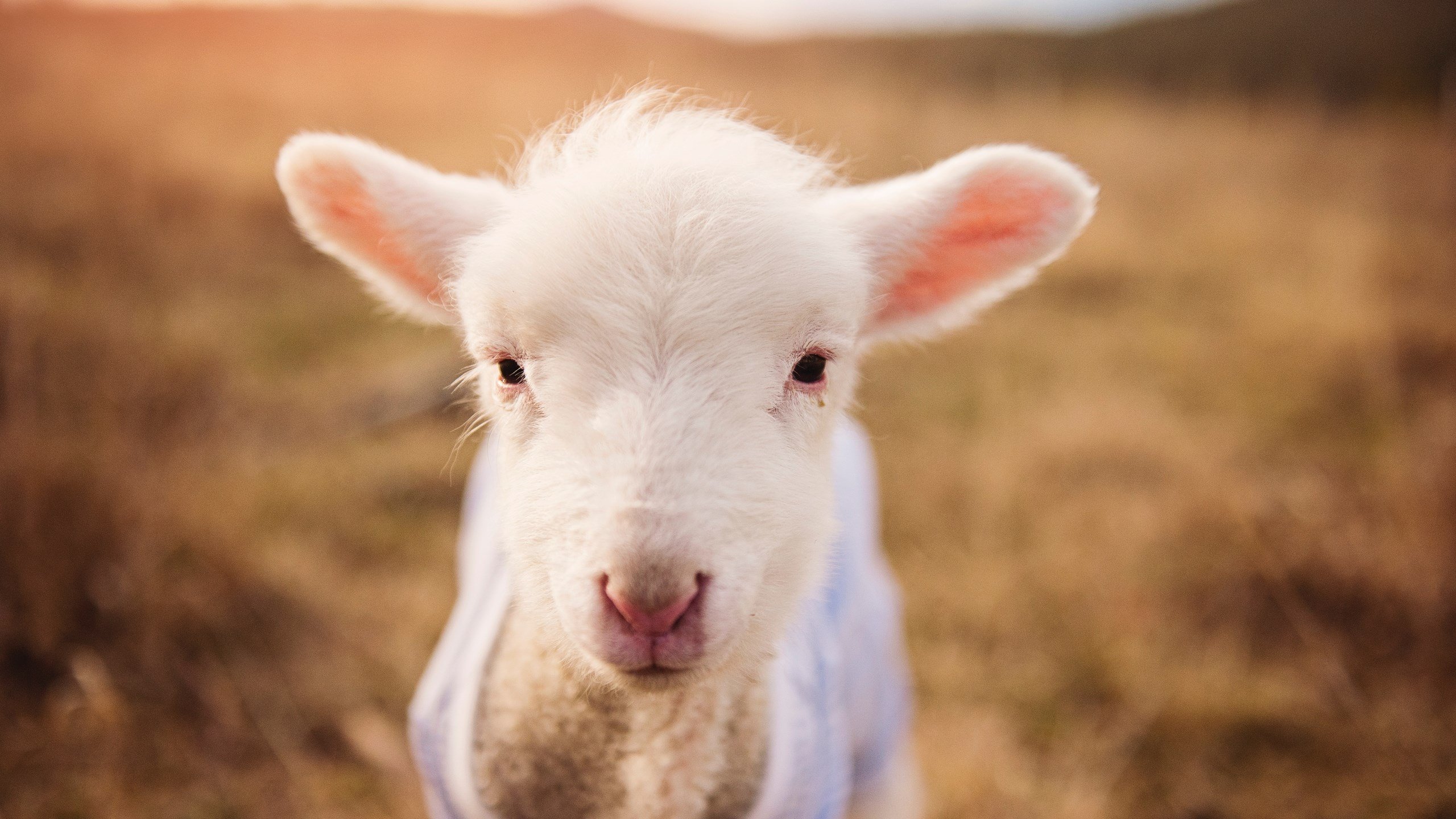 世俱杯改制-欧洲双雄的宿命对决，世界排名争夺战中的比利时与德国鏖战