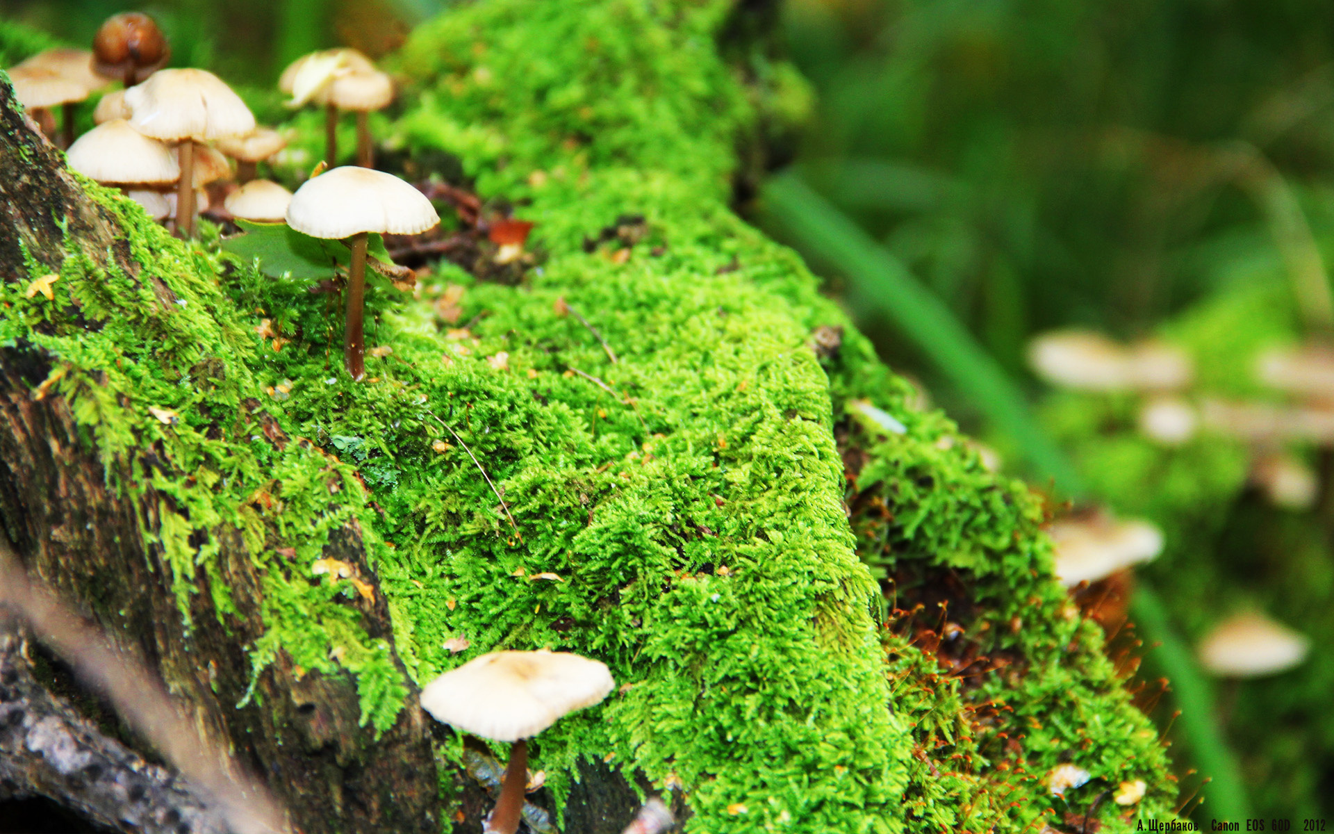 黄蜂对阵森林狼，约基奇用实力证明自己的MVP之路