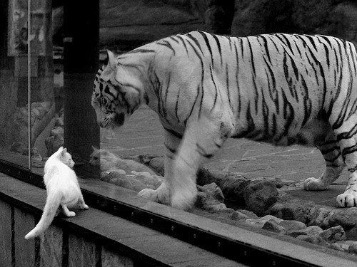 铁血鏖战！独行侠加时险胜篮网，米切尔49分主宰世界排名关键战