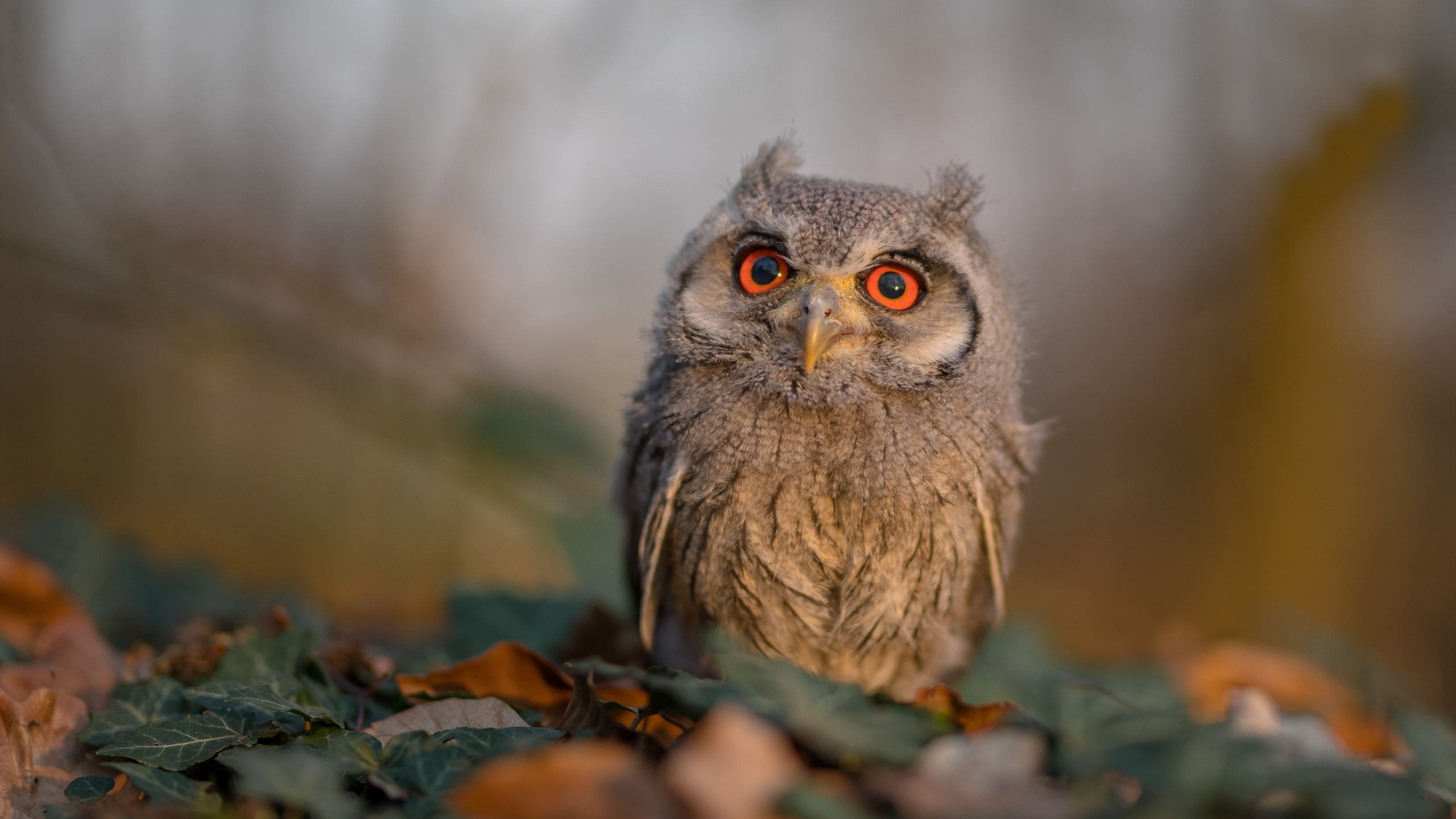 克瓦拉茨赫利亚的魔法VS皇家社会的机器,个人英雄主义与团队铁律的时代交锋