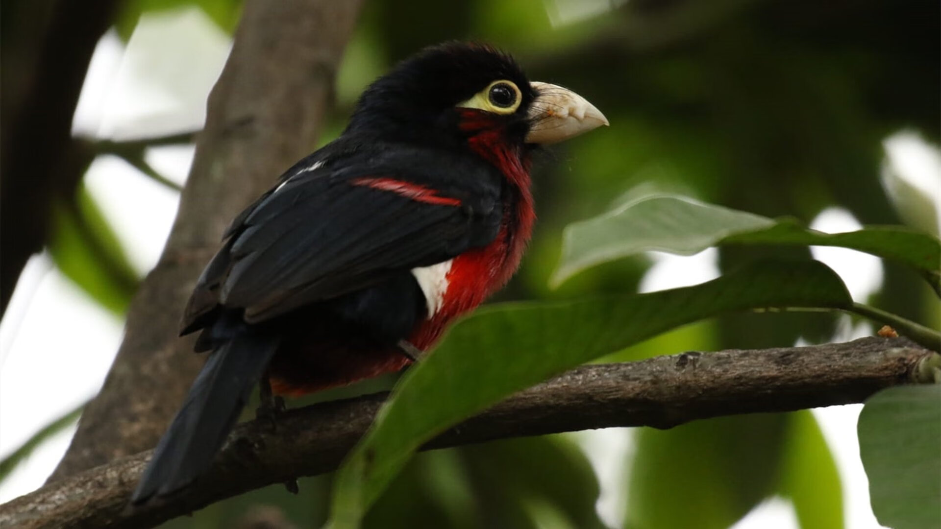 西班牙带走荷兰，阿尔瓦雷斯的存在感与历史回响