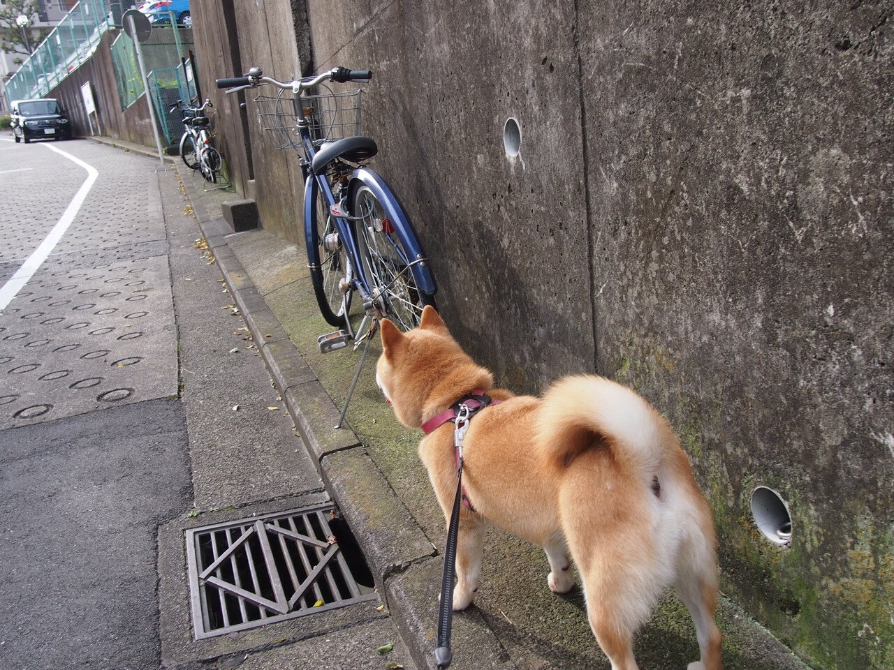 德布劳内一剑封喉，新西兰硬仗中力克冰岛书写传奇